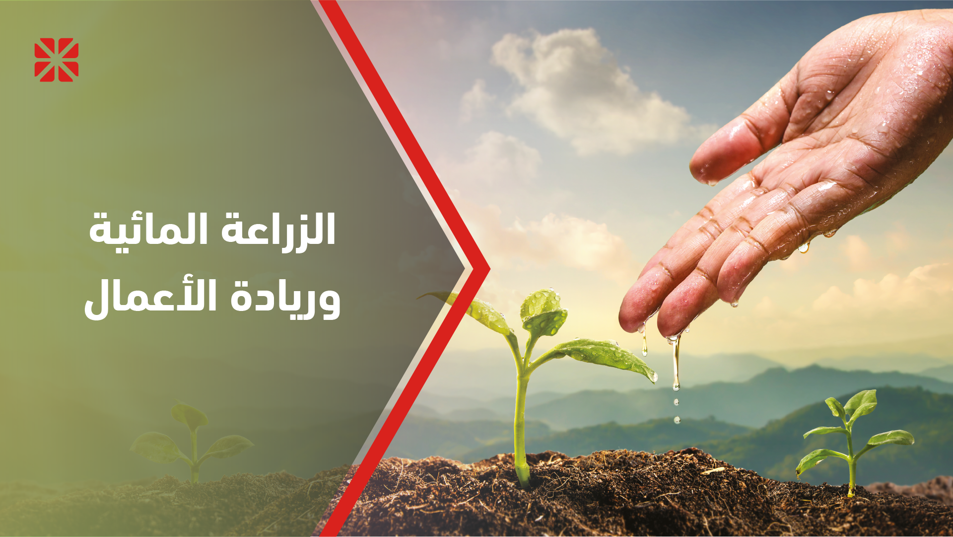 الزراعة المائية وريادة الأعمال